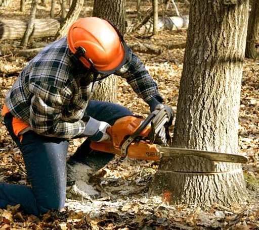 Tree Removal in Simms, MT